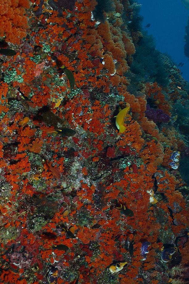 Raja Ampat 2016 - Corail - IMG_4989_rc.jpg